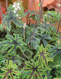 Tiarella collina x 'Cascade Creeper'